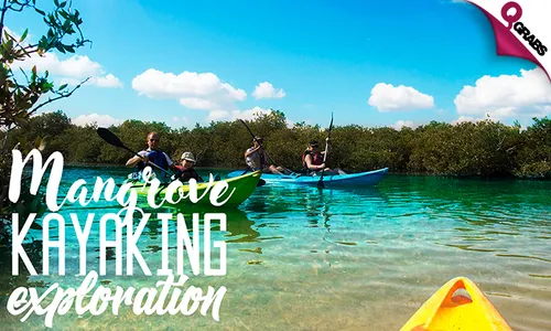 Mangrove Exploration Tour!
